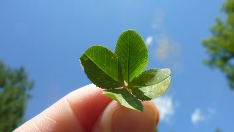 four-leaf-clover