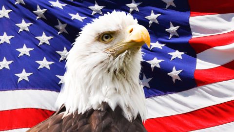 Bald Eagle and a flag