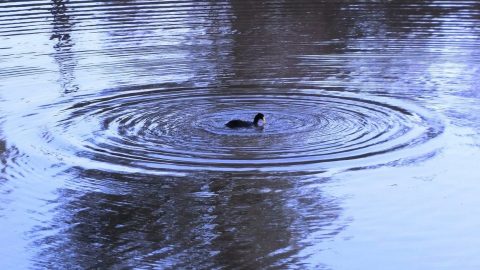 ripple-is-best-of-digital-asset